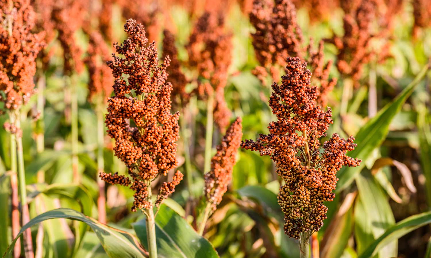 Is millet a sorghum?