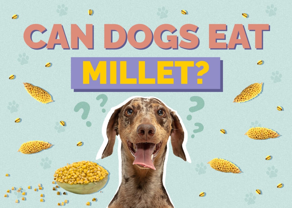 can dogs eat millets 