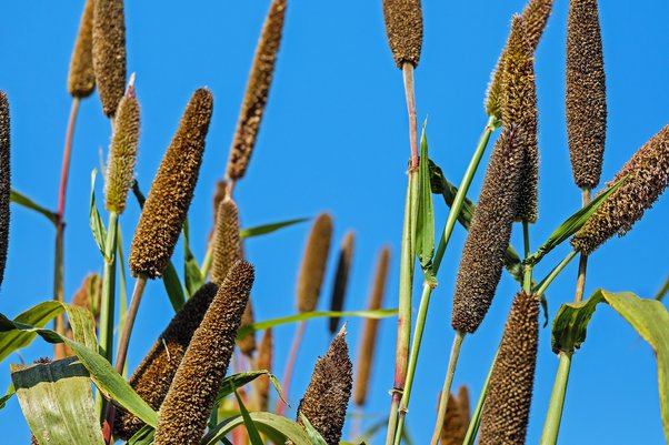 Is millet warming or cooling?