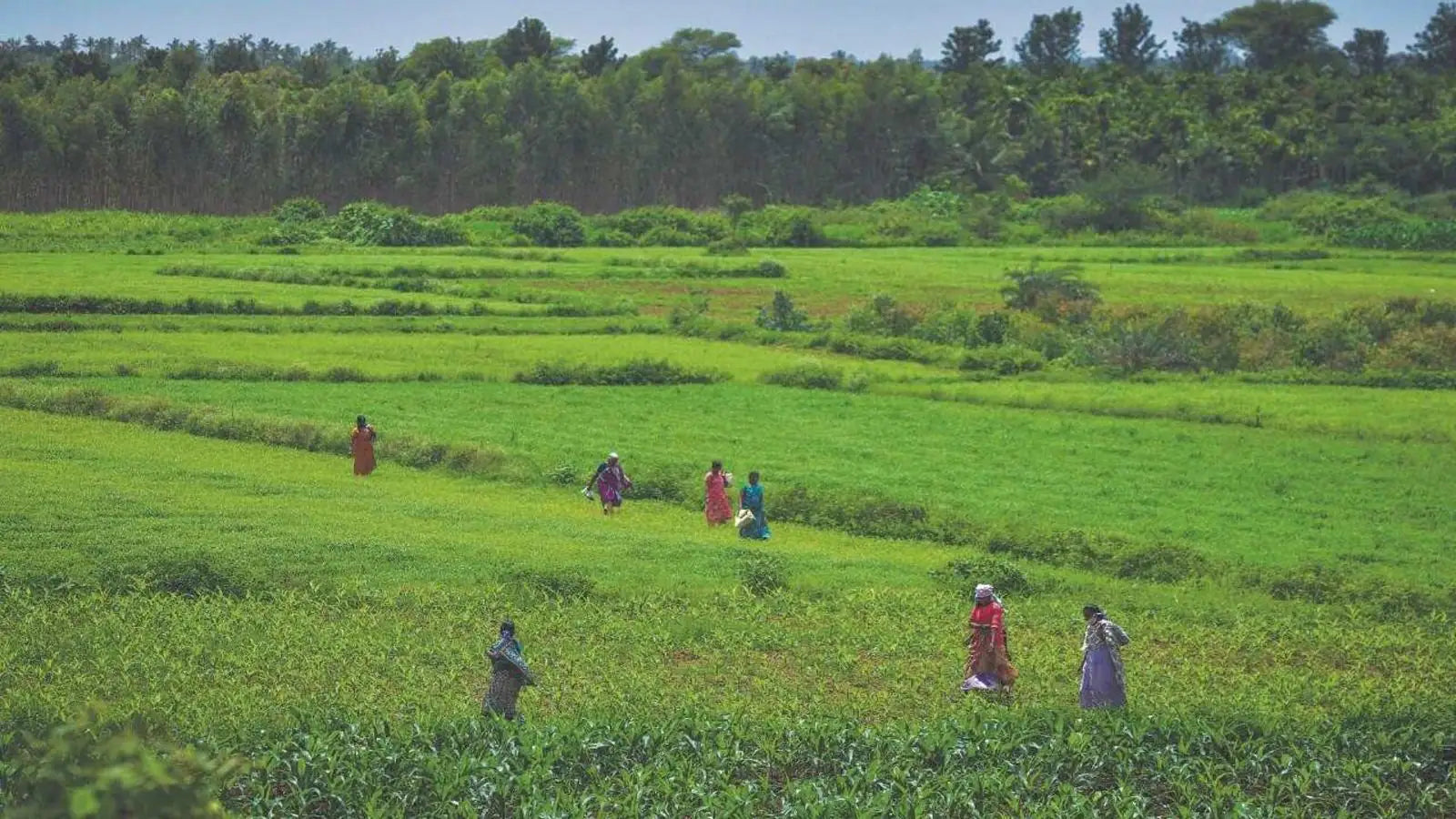 Millets Impact on Climate Change ?