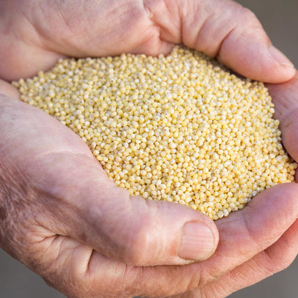Danodia Foods Proso Millet, 2lb (950g) Gluten Free & Unpolished, Pack of 1, Rich in Minerals, Fiber, Polyphenols, Vitamins and Proteins, Best of Indian Millets